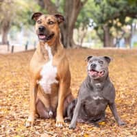 Photo of Lily And Tazi