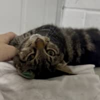 Photo of Tenor