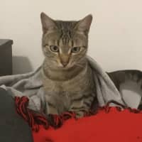 Photo of Astro