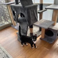 Photo of Geraldine   4 Month Old Domestic Short Hair