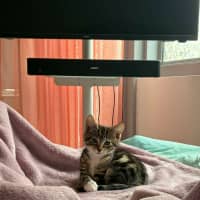 Photo of June Bug