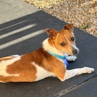 Photo of Remy   18 Month Old Fox Terrier X