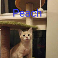 Photo of Peach 