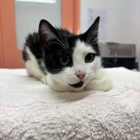 Photo of Pip