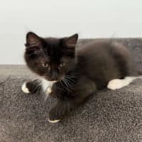 Photo of Popeye