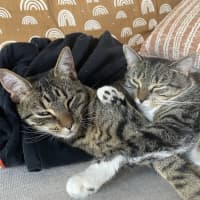 Photo of Mrs Big & Pickle