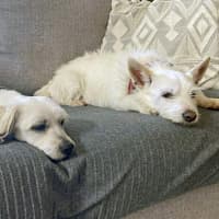 Photo of Ziggy And Bailie
