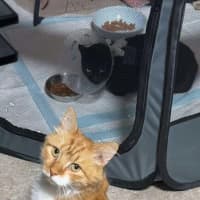 Photo of Chester 