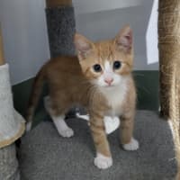 Photo of Donut