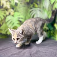 Photo of Opal (Located In Preston) 
