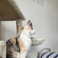 Photo of Cinnamon