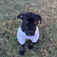 Photo of Lexi *$150 Adoption Fee*