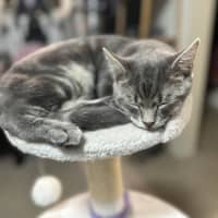 Photo of Astro The Grey Tabby