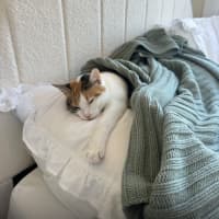 Photo of Pippa