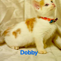 Photo of Dobby