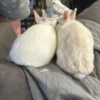 Photo of Calypso & Anna Bella 