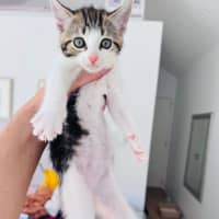Photo of Dandelion 🌼