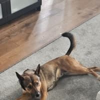 Photo of Ash   3 Year Old Kelpie X (Trial)