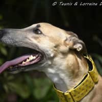 Photo of Sylvie Racing Name Silver Starline