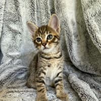 Photo of Savannah 