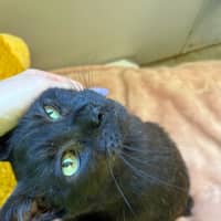 Photo of El Gato
