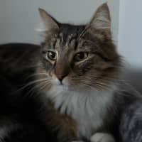 Photo of Cinnamon Scroll 🤎