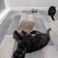 Photo of Hazel & Olive  Located In Keilor Downs