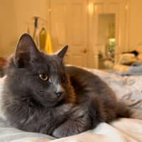 Photo of Cynder