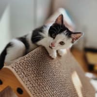 Photo of Stanley   In Foster Care In Northcote