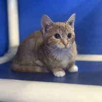 Photo of Cheddar