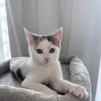 Photo of Blossom *9 Lives Project Rescue*