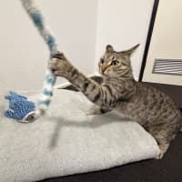 Photo of Astro