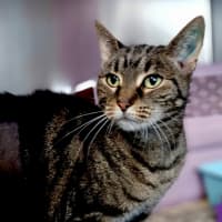 Photo of Rakia Now Maggie May