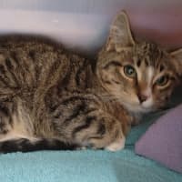 Photo of Willow 