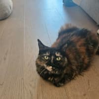 Photo of Gypsy   In Foster Care In Cremorne