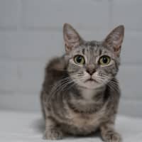 Photo of Barb