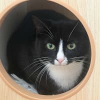 Photo of Maggie *9 Lives Project Rescue*