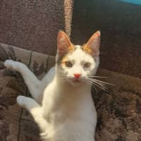 Photo of Shuno (Assisted Rehome)