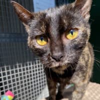 Photo of Cinders
