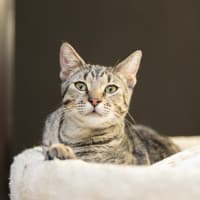 Photo of Tiggs