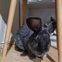 Photo of Cutiepies Lola & Thumper