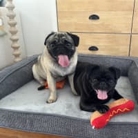 Photo of Milo And Cheeky 🐶