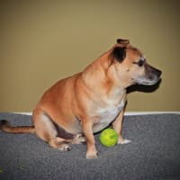 Photo of Barney