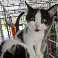 Photo of Jersey Girl