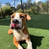 Photo of Boof Imp 1874