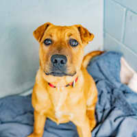 Photo of Cookie