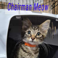 Photo of Chairman Meow