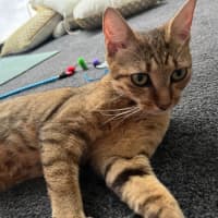 Photo of Sage