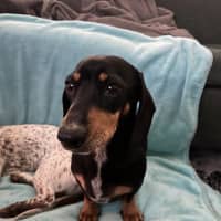 Photo of Scooby   4 Year Old Miniature Dachshund