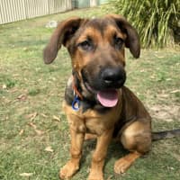 Photo of Emerald   5 Month Old German Shepherd X